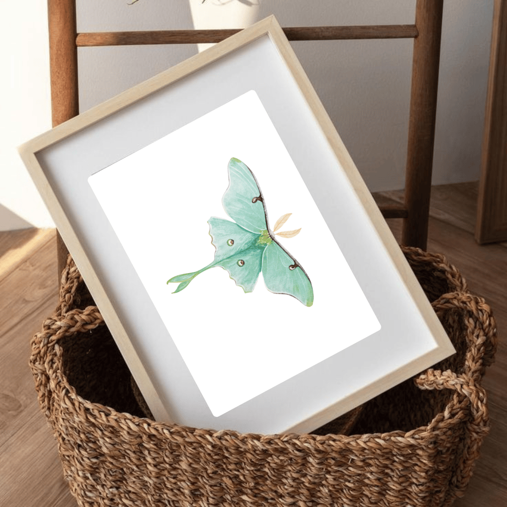 Image of Luna Moth Watercolor Illustration PRINT 