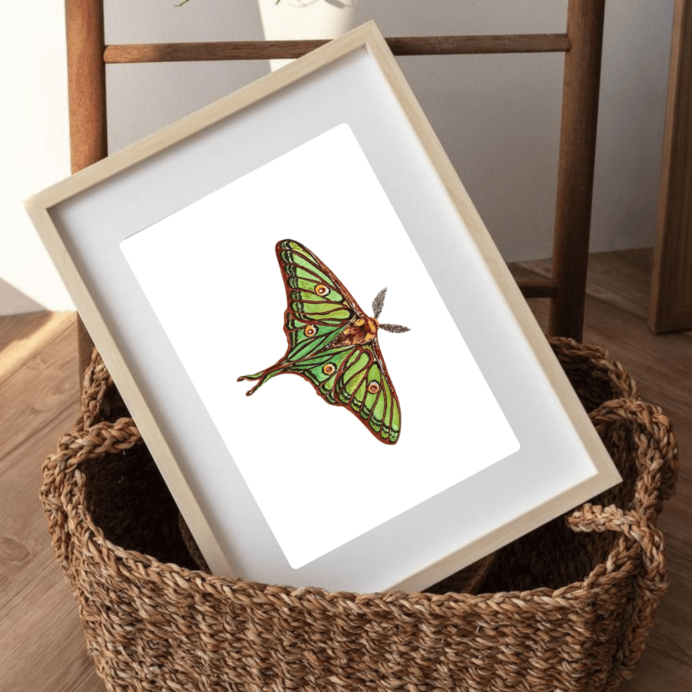 Image of Spanish Luna moth Watercolor Illustration PRINT 