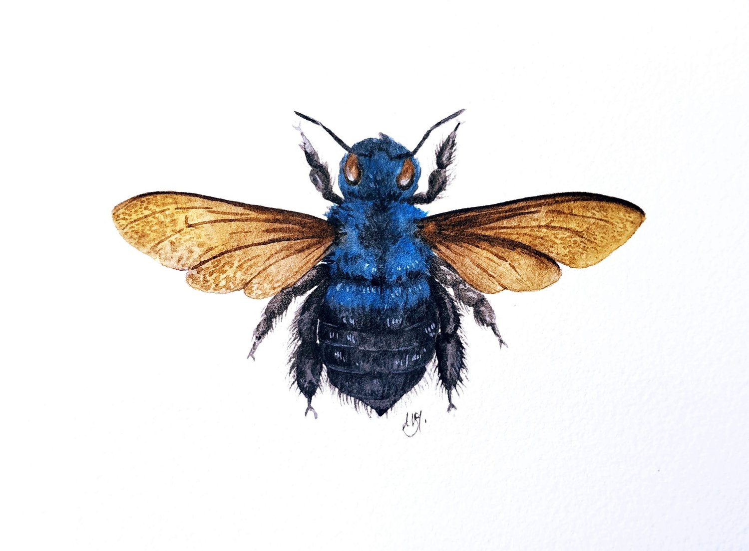 Image of Carpenter Bee Watercolor Illustration PRINT 