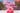Mansion Mini Portrait Session retainer payment