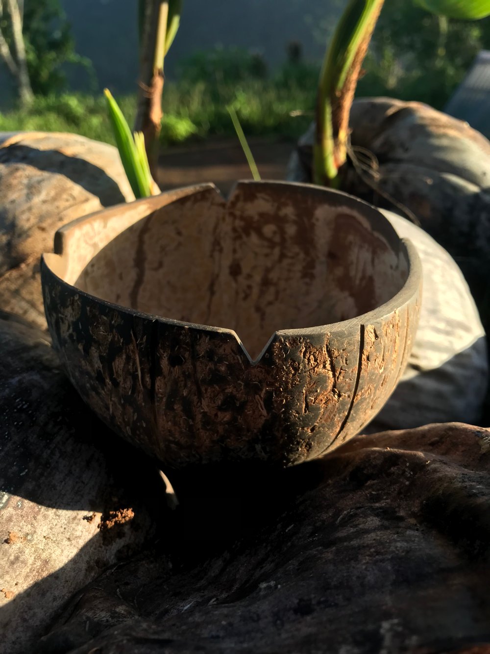 Image of Hand-Carved Coco Bowl 