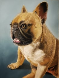 Commissioned Pastel Pet Portraits