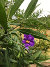 Solanum laciniatum - Kangaroo Apple