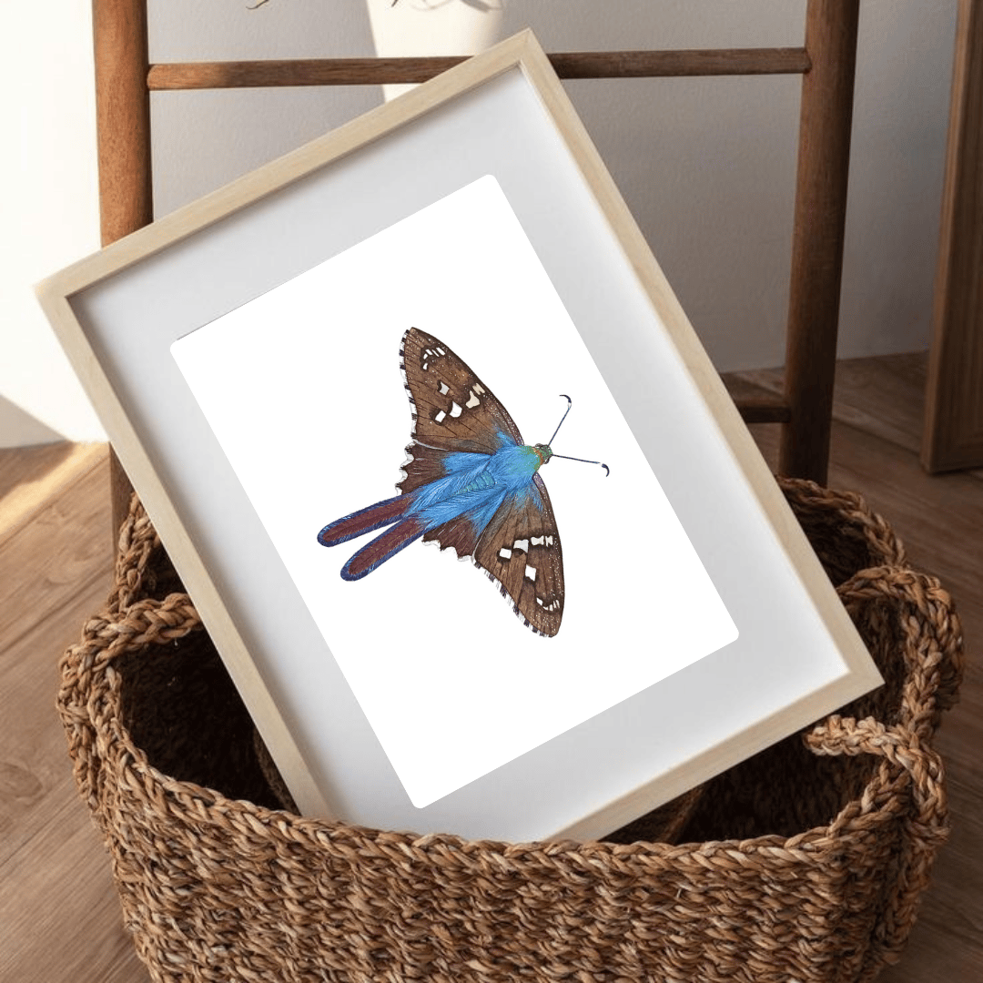 Image of FALL COLLECTION ~ Long-tailed skipper Butterfly Watercolor Illustration PRINT 