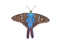 Image 4 of FALL COLLECTION ~ Long-tailed skipper Butterfly Watercolor Illustration PRINT 