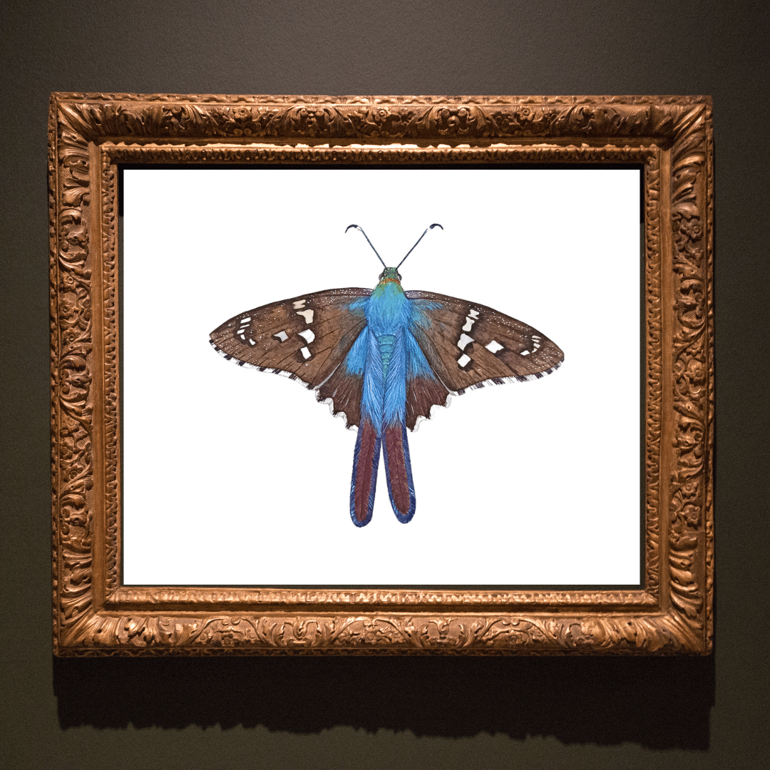 Image of FALL COLLECTION ~ Long-tailed skipper Butterfly Watercolor Illustration PRINT 