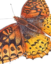 Image 4 of Great Spangled Fritillary Butterfly ORIGINAL ARTWORK 