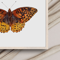 Image 2 of Great Spangled Fritillary Butterfly ORIGINAL ARTWORK 