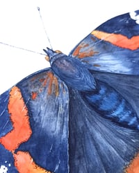 Image 4 of Admiral Butterfly ORIGINAL ARTWORK 