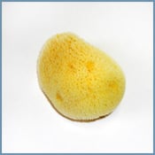 Small Caribbean Silk Sponge