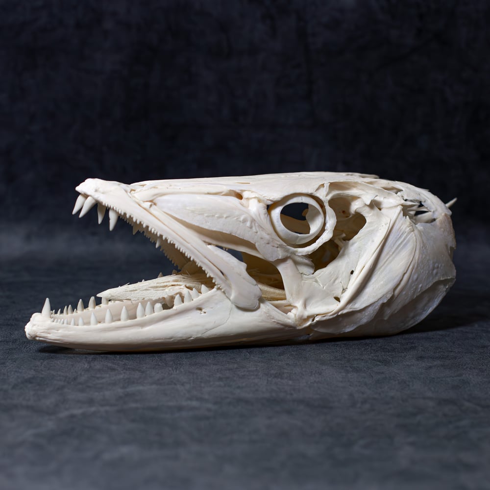 Image of Baracuda Skull