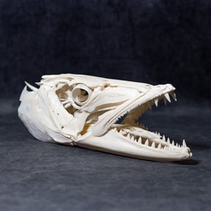 Image of Baracuda Skull