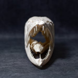 Image of Baracuda Skull