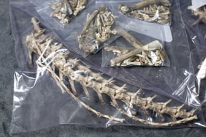 Image of Iguana Skeleton (Disarticulated)