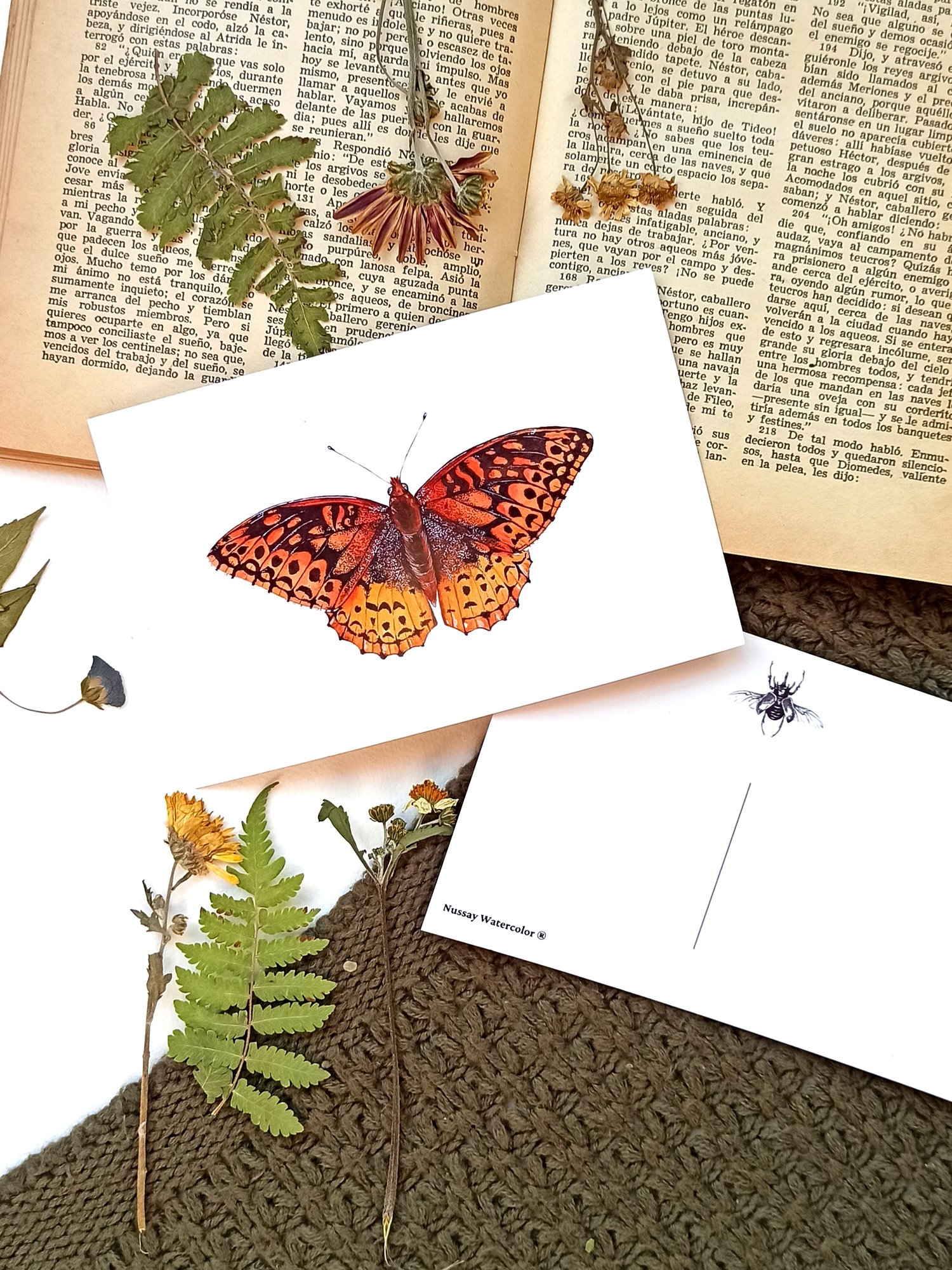 Image of Fall Butterflies Postcard Set 