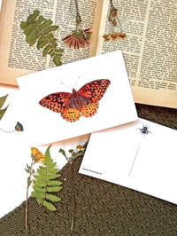 Image 3 of Fall Butterflies Postcard Set 