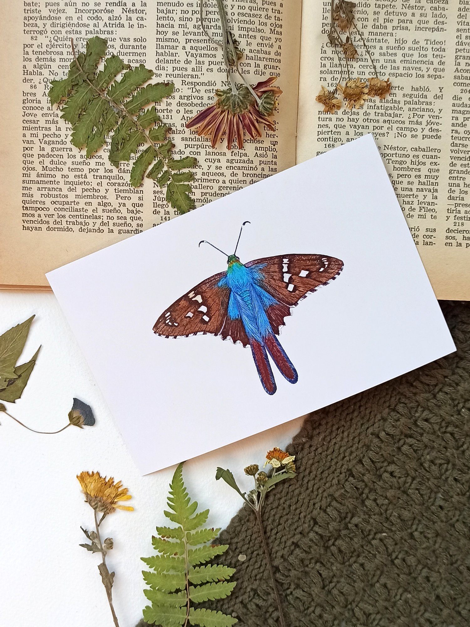 Image of Fall Butterflies Postcard Set 