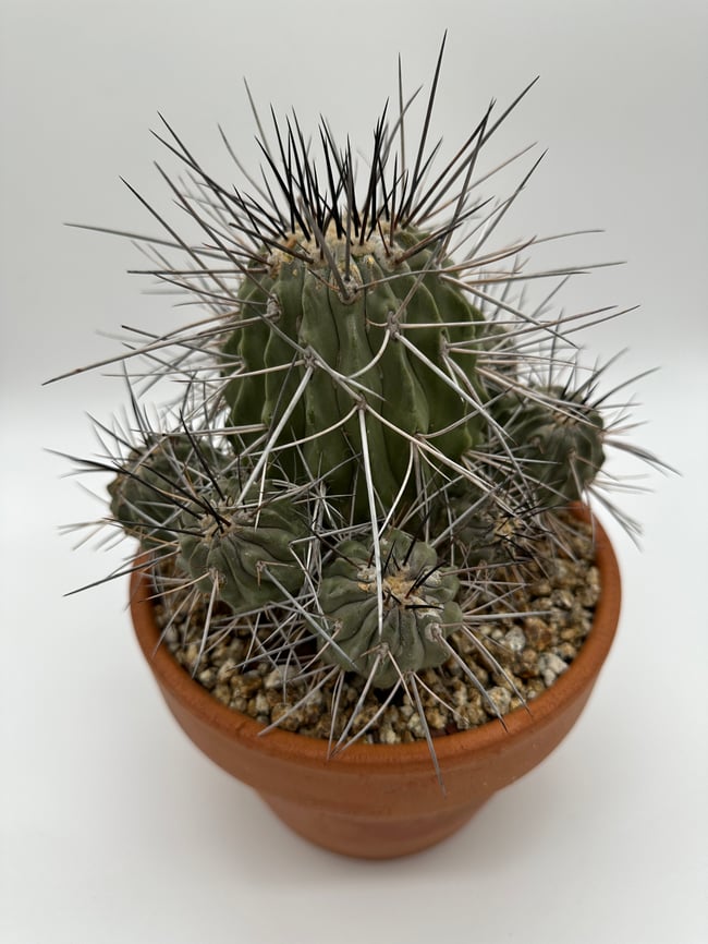 Copiapoa dealbata