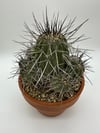 Copiapoa dealbata