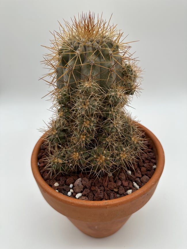 Copiapoa albispina