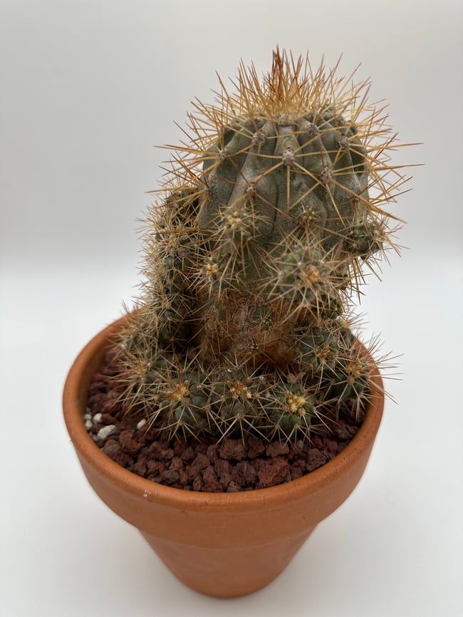 Copiapoa albispina