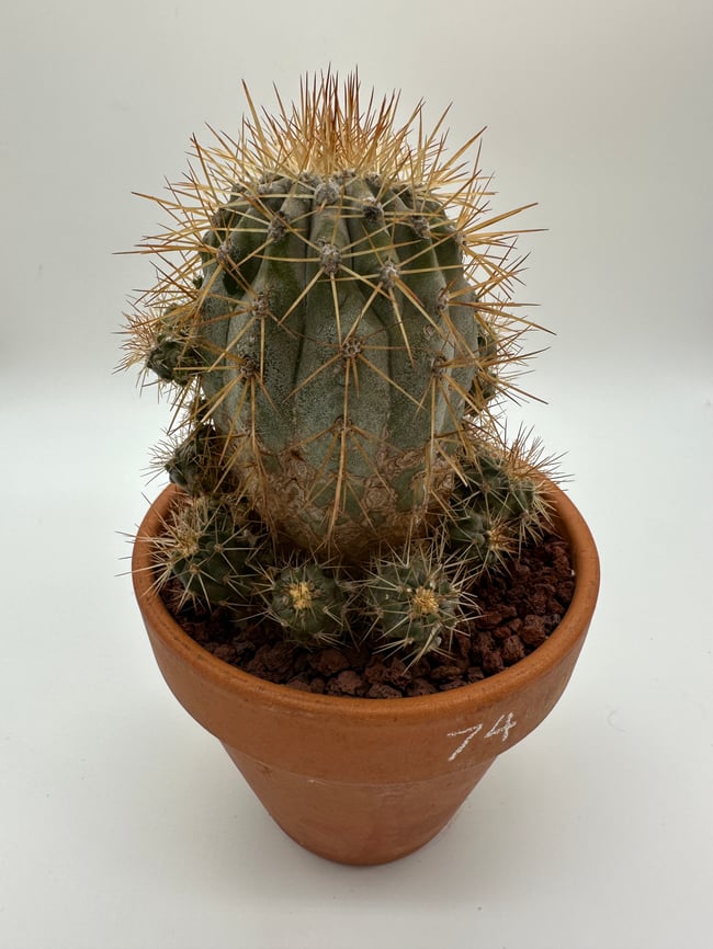Copiapoa albispina