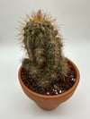 Copiapoa albispina