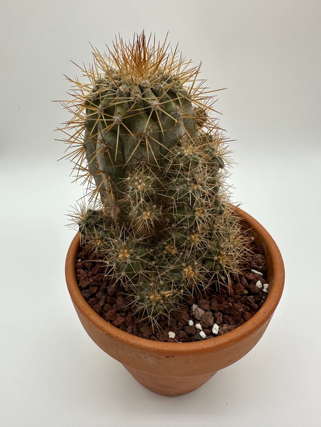 Copiapoa albispina