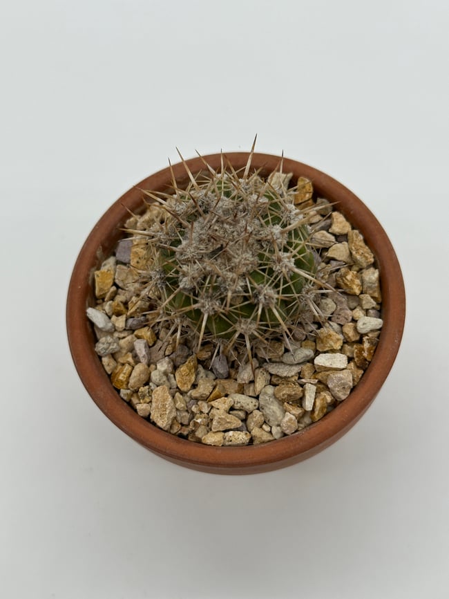 Copiapoa cinereascens