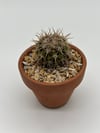 Copiapoa cinereascens