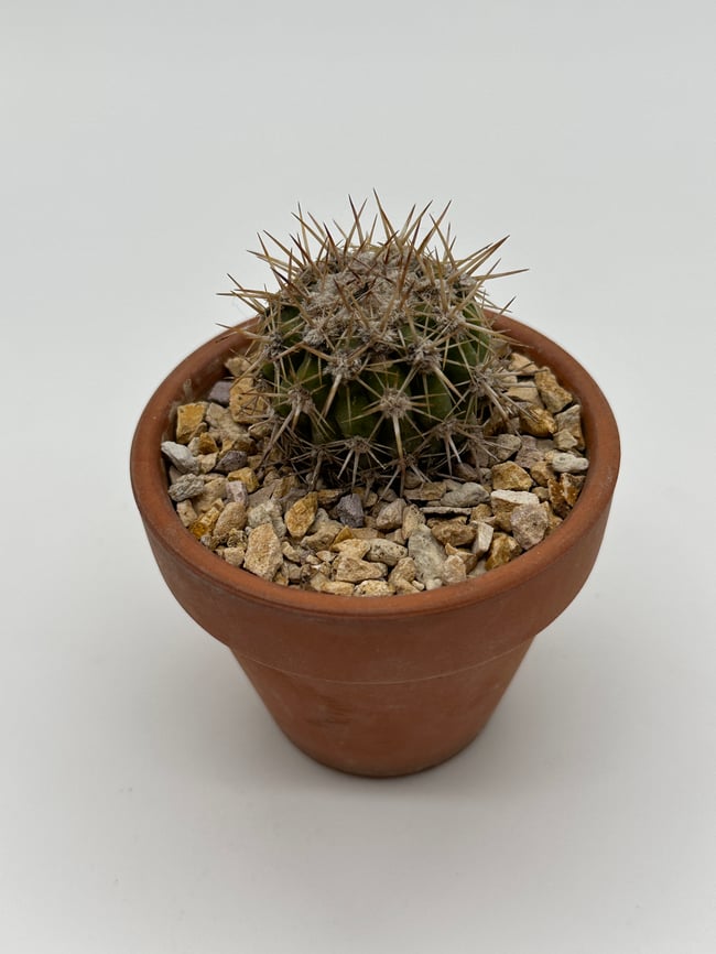 Copiapoa cinereascens