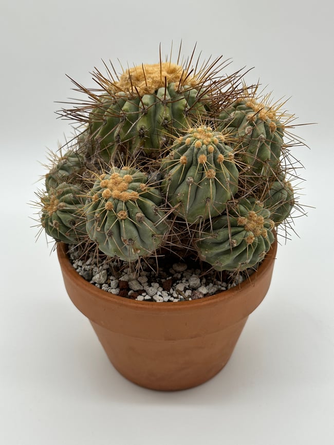 Copiapoa haseltoniana