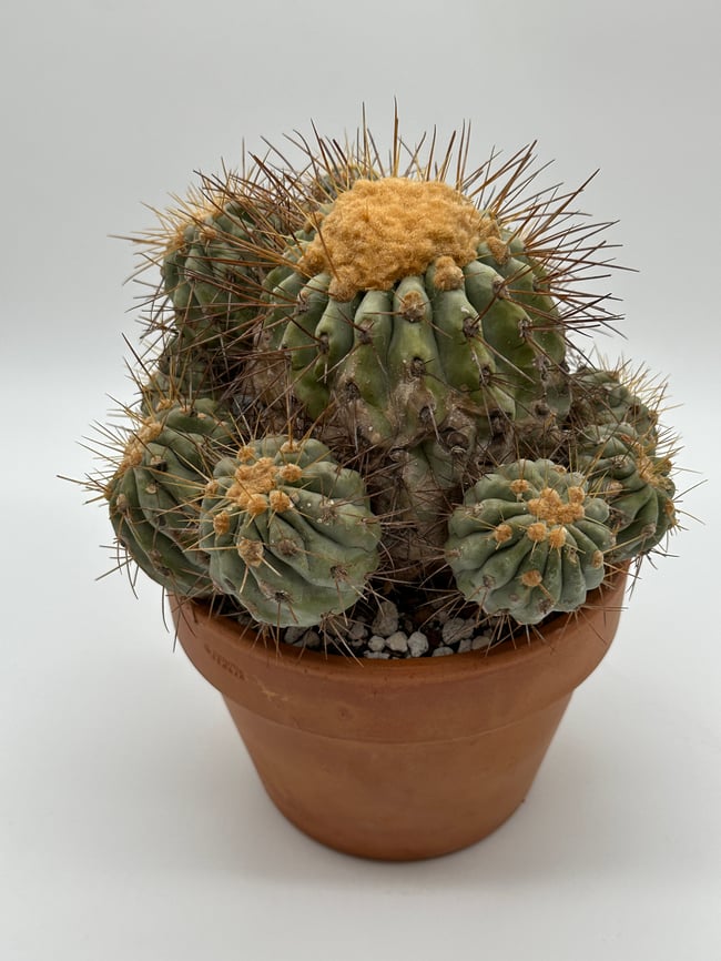 Copiapoa haseltoniana