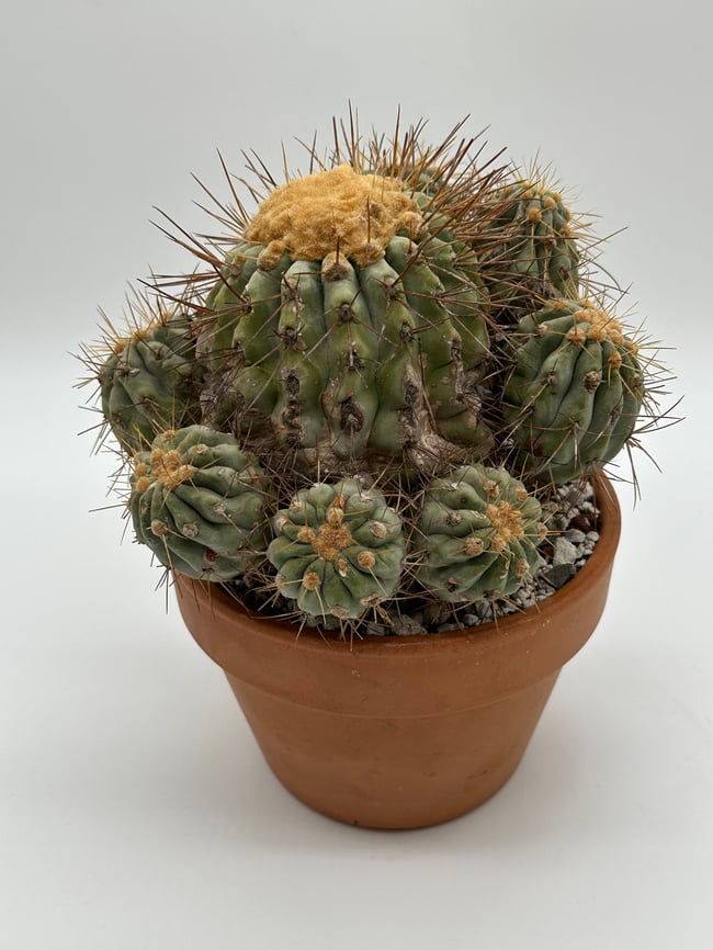 Copiapoa haseltoniana