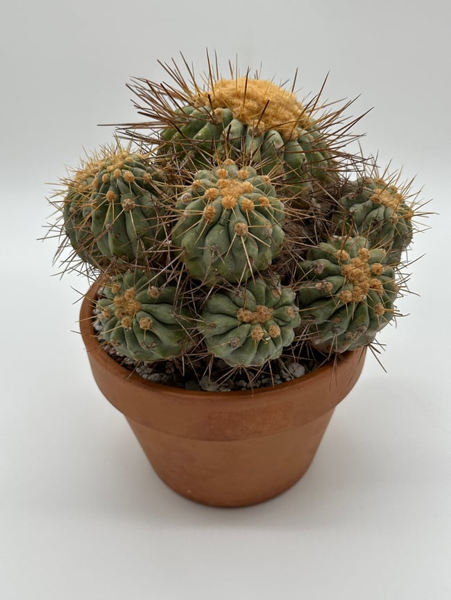 Copiapoa haseltoniana