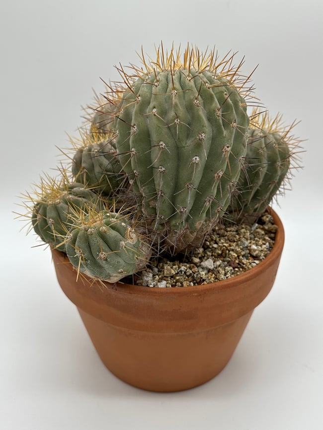 Copiapoa haseltoniana gigantea