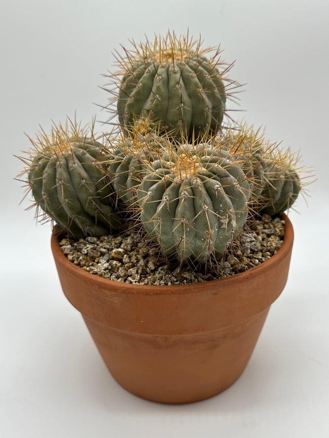 Copiapoa haseltoniana gigantea