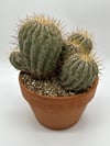 Copiapoa haseltoniana gigantea