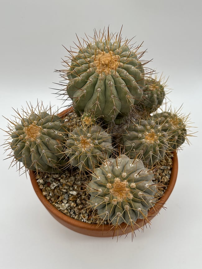 Copiapoa haseltoniana gigantea