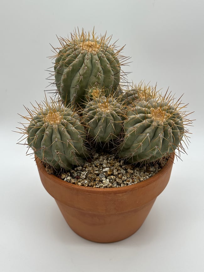 Copiapoa haseltoniana gigantea