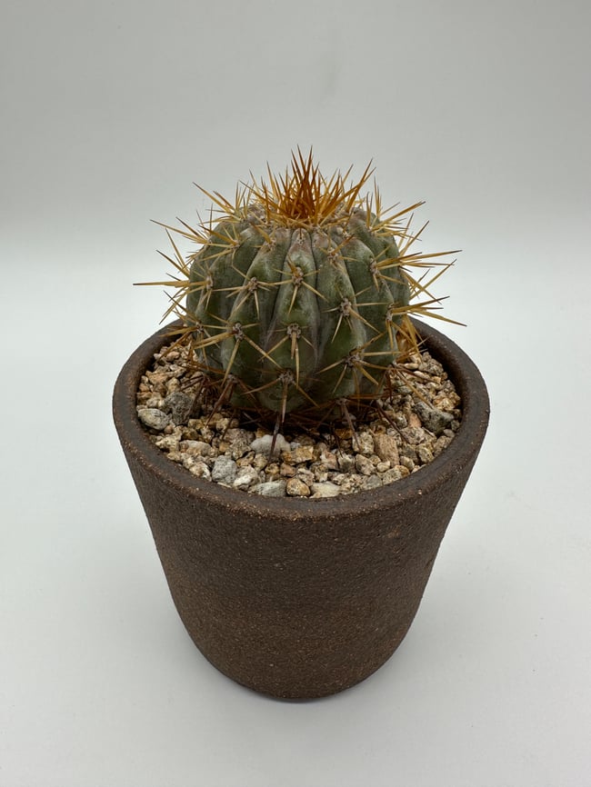 Copiapoa columna alba CA2