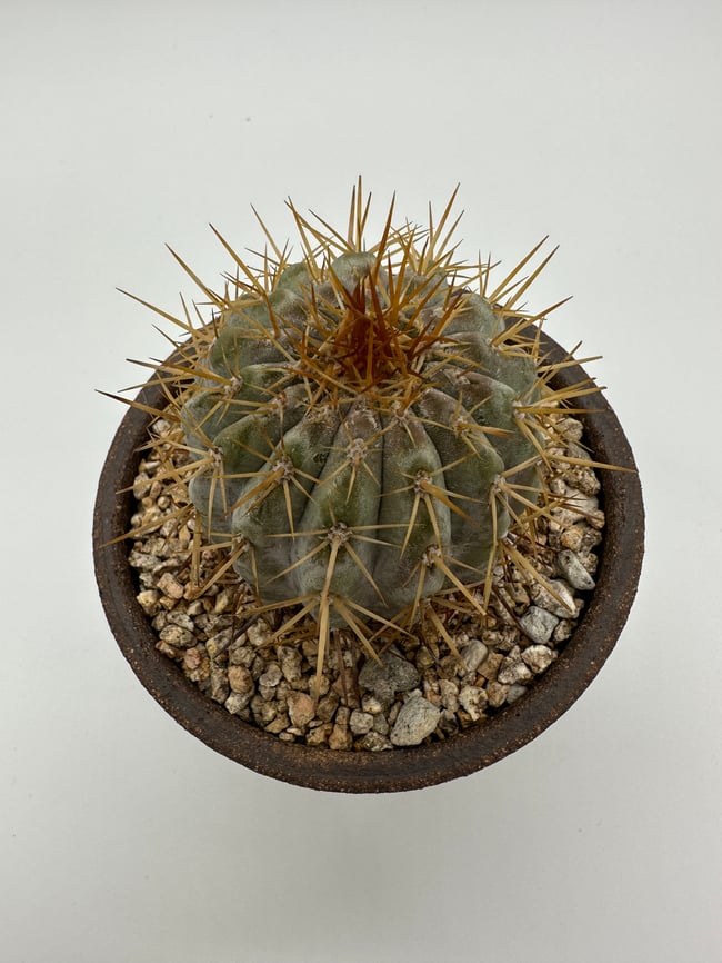 Copiapoa columna alba CA2