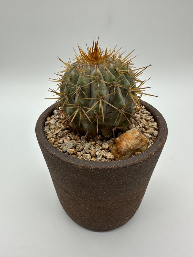 Copiapoa columna alba CA2
