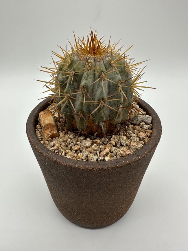 Copiapoa columna alba CA2