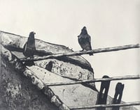 Image 1 of Look at what's going on over there