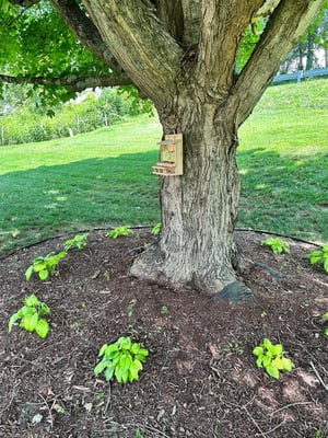 Image of Squirrel or Bird Feeder