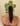 Sandy Scrunchie in Green