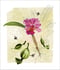 Image of Cattleya labiata