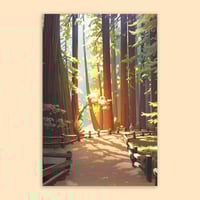 Image 1 of Muir Woods - Postcard