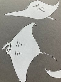 Image 3 of Manta Ray Print